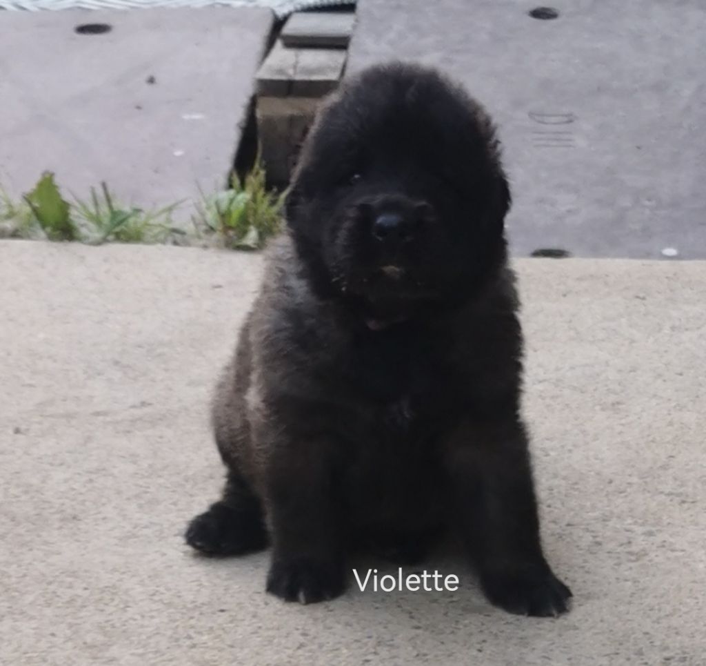 De La Jolie Campagne - Chiot disponible  - Leonberger