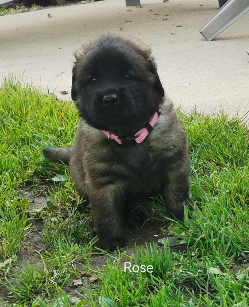 De La Jolie Campagne - Chiot disponible  - Leonberger