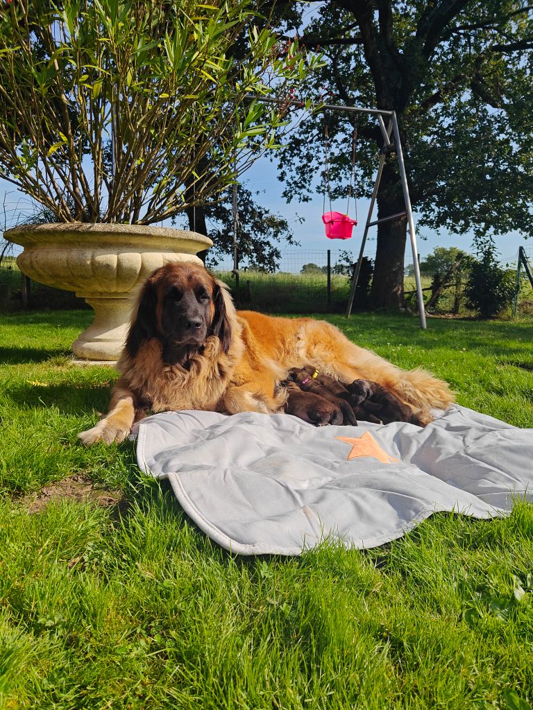 chiot Leonberger De La Jolie Campagne