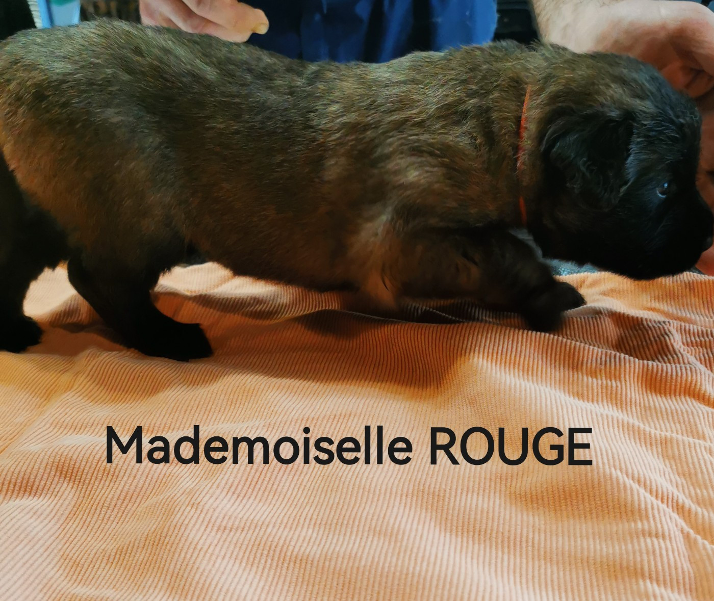 De La Jolie Campagne - Chiots disponibles - Leonberger
