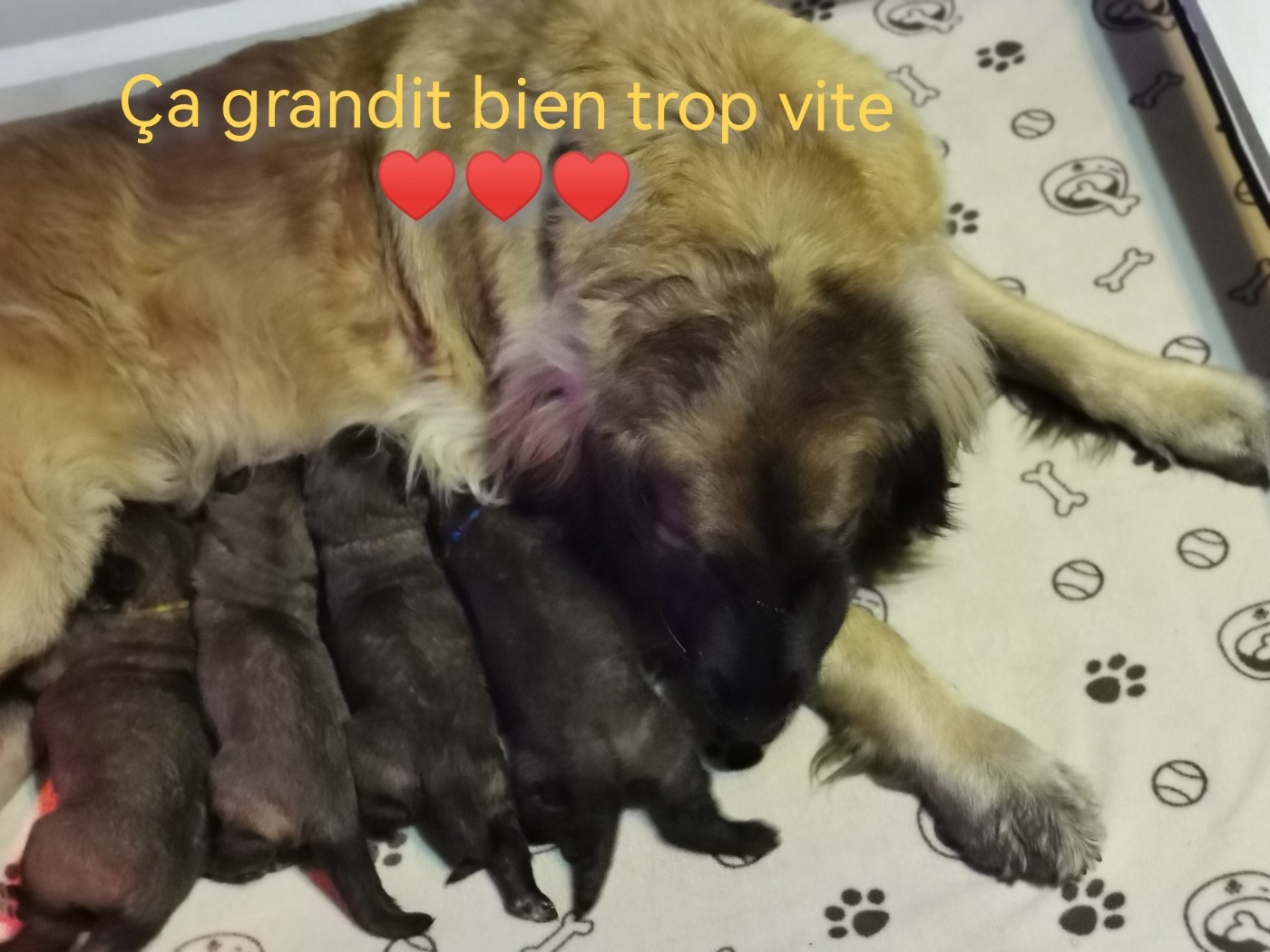 De La Jolie Campagne - Leonberger - Portée née le 04/10/2025