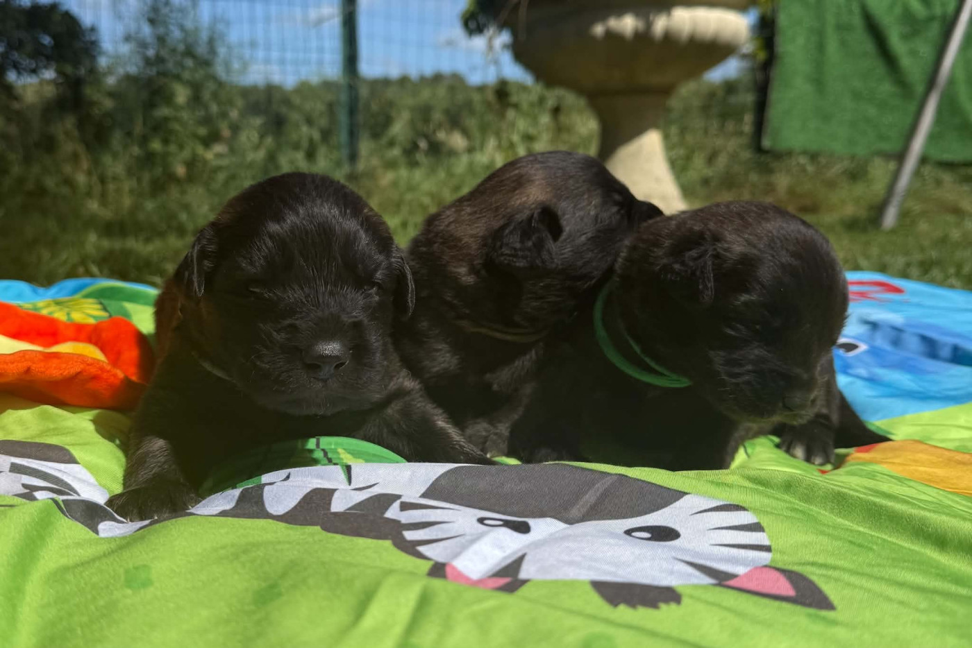 De La Jolie Campagne - Leonberger - Portée née le 18/05/2026