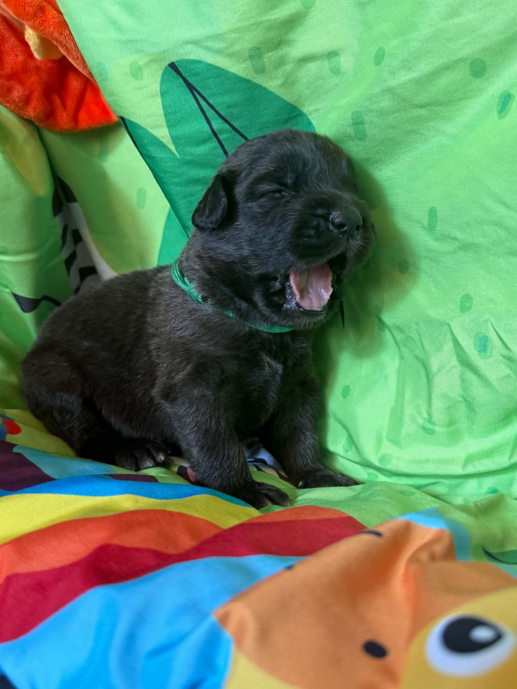 De La Jolie Campagne - Chiots disponibles - Leonberger