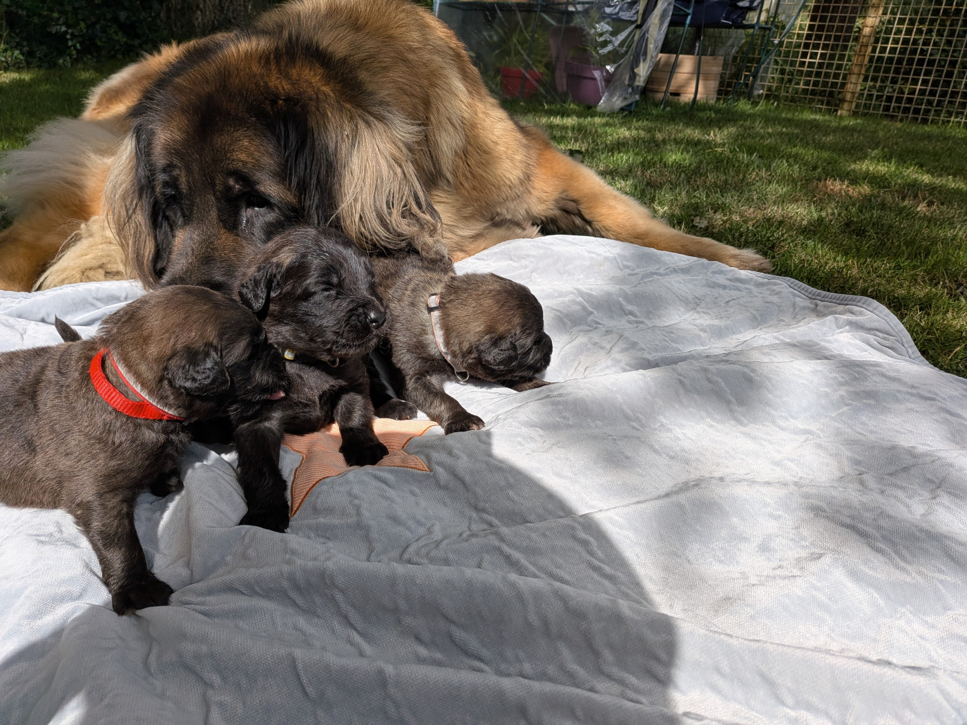 De La Jolie Campagne - Leonberger - Portée née le 12/05/2026