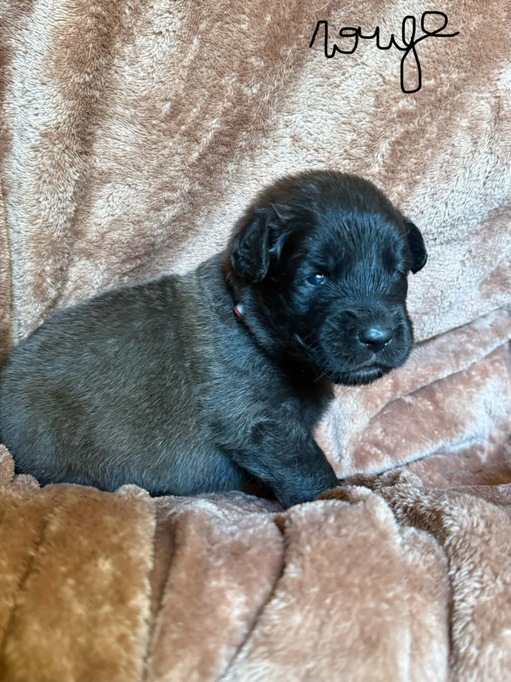 De La Jolie Campagne - Chiots disponibles - Leonberger