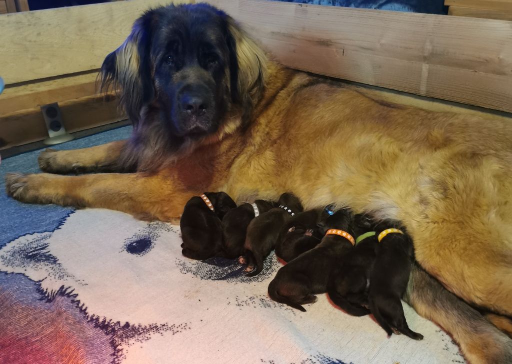 Chiot Leonberger De La Jolie Campagne