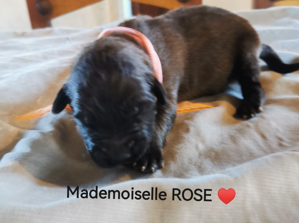 De La Jolie Campagne - Chiots disponibles - Leonberger