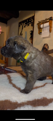 CHIOT 3