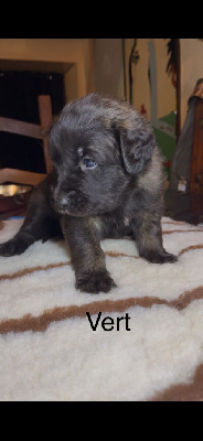 CHIOT 4