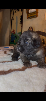 CHIOT 1