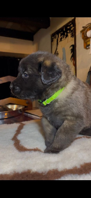 CHIOT 2