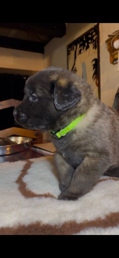 De La Jolie Campagne - Chiots disponibles - Leonberger