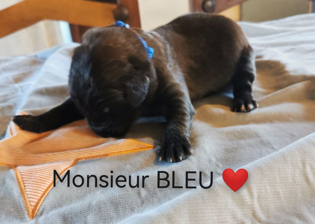 De La Jolie Campagne - Chiots disponibles - Leonberger