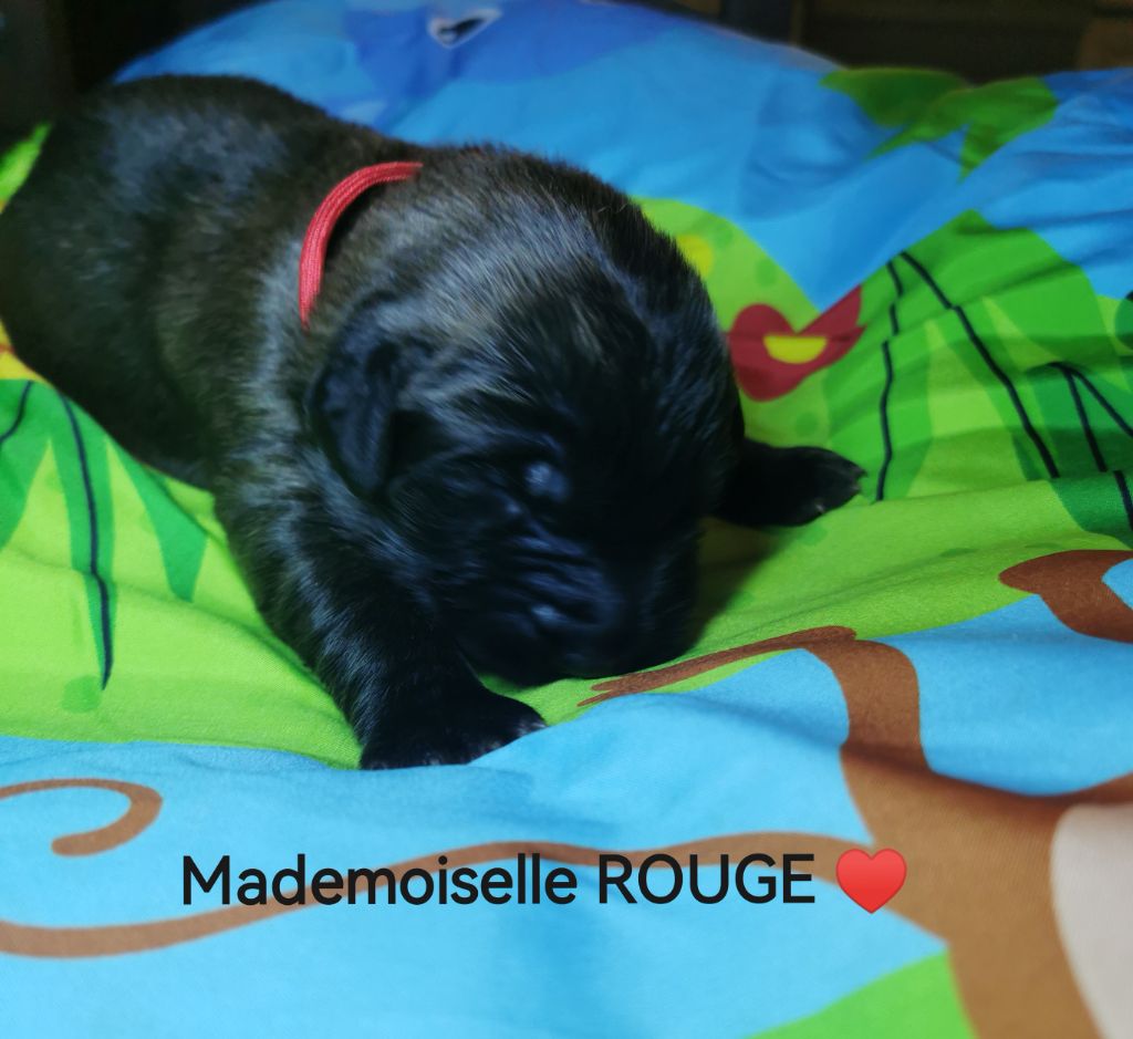 De La Jolie Campagne - Chiots disponibles - Leonberger