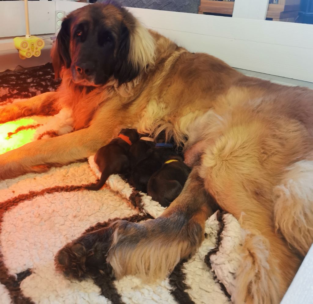 De La Jolie Campagne - Leonberger - Portée née le 04/10/2025